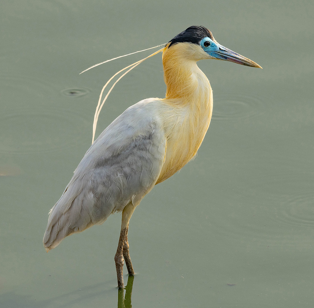 image Capped Heron